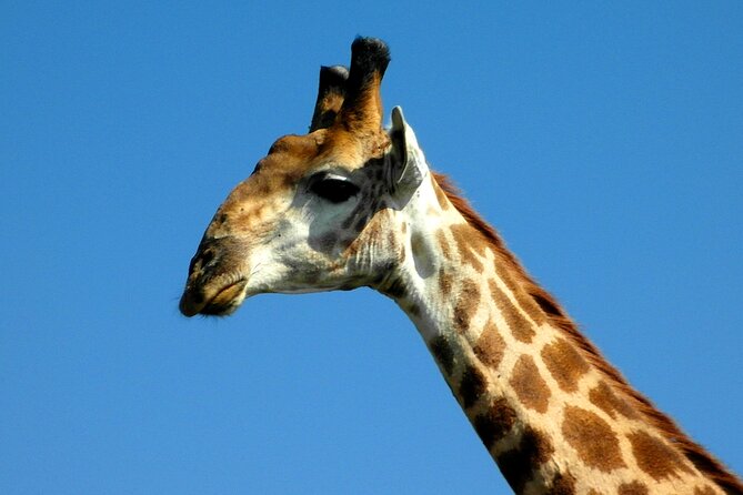 Hluhluwe and Imfolozi Safari Day Tour from Richards Bay - Why This Park Is Worth the Drive From Richards Bay