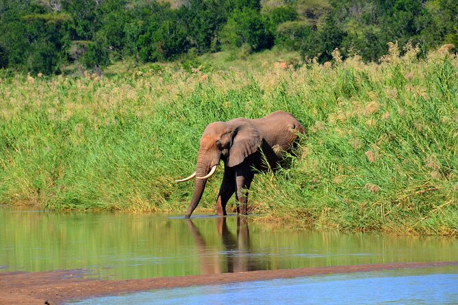 Hluhluwe and Imfolozi Safari Day Tour from Richards Bay - Timing Matters More Than It First Appears