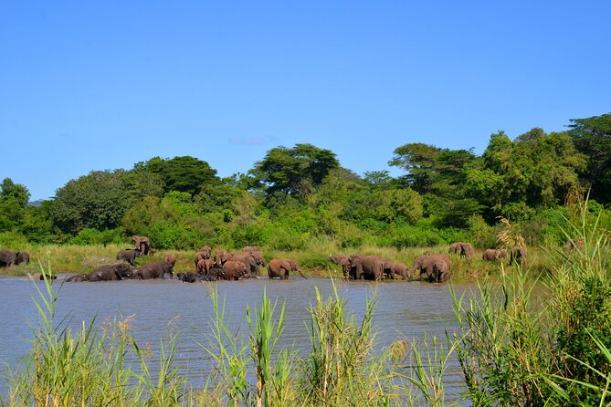 Hluhluwe and Imfolozi Safari Day Tour from Richards Bay - Comfort, Food, and Vehicle Advice
