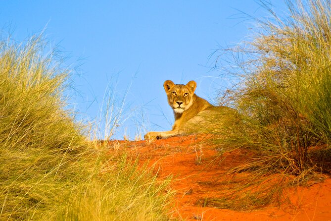 Hluhluwe and Imfolozi Safari Day Tour from Richards Bay - A Three-Hour Game Drive in Hluhluwe iMfolozi