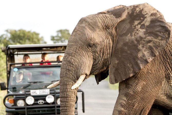 Hluhluwe Big Five Safari Richards Bay Shore Excursion - Five things to know before booking