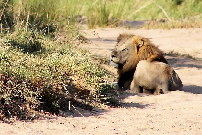 Hluhluwe Game Drive - Half day - Why Hluhluwe makes a strong half-day safari choice