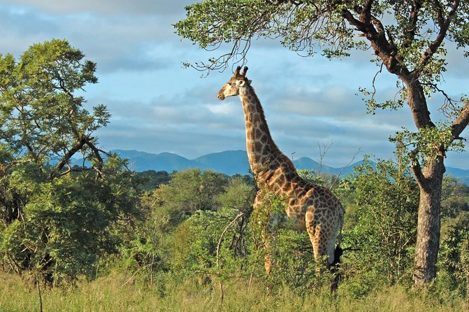 Hluhluwe Game Reserve Safari from Durban - Key points to know before you book