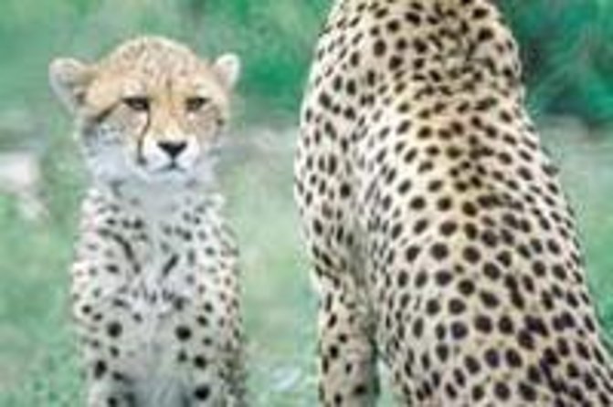 Hluhluwe Game Reserve Safari from Durban - Why this reserve makes sense from Durban