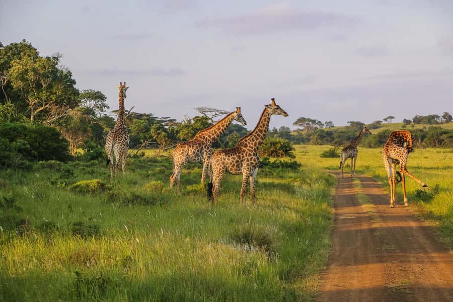 Hluhluwe-Imfolozi: Big 5 Full or Half-Day Safari - Wildlife Sightings: Big Animals and Smaller Surprises