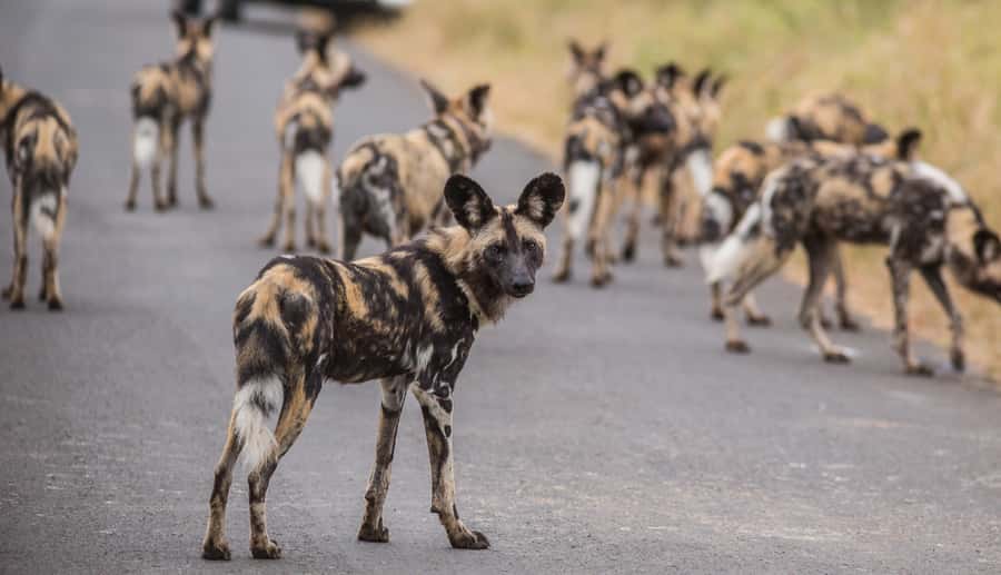 Hluhluwe-Imfolozi: Big 5 Full or Half-Day Safari - The South African Braai Lunch