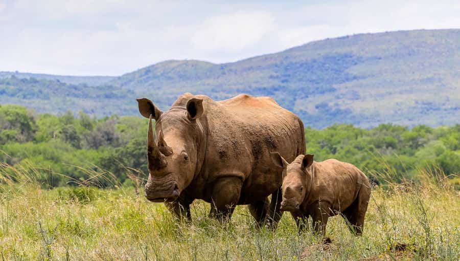 Hluhluwe-Imfolozi: Big 5 Full or Half-Day Safari - Is $87 Good Value?
