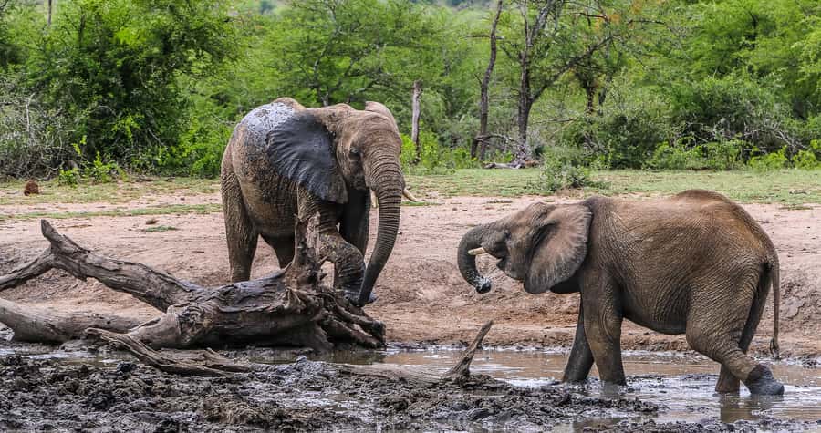 Hluhluwe-Imfolozi: Big 5 Full or Half-Day Safari - What to Bring and Who Should Skip It