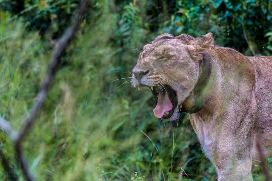 Hluhluwe-Imfolozi: Big 5 Full or Half-Day Safari - Full-Day or Half-Day Safari?