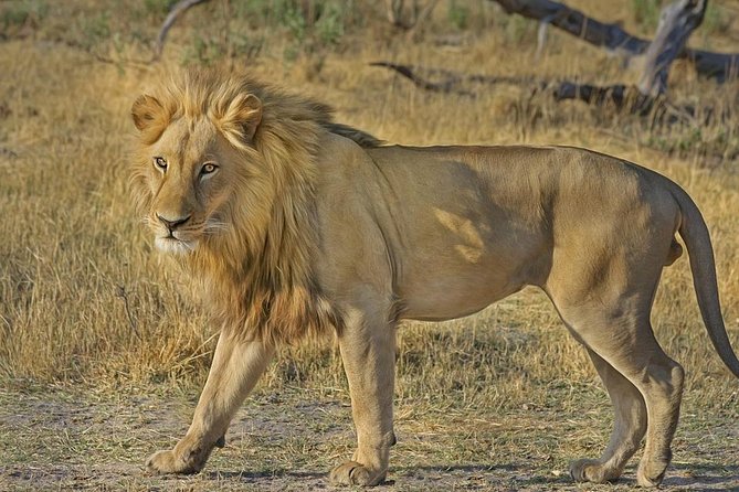 Hluhluwe Imfolozi Big 5 Reserve day Safari from Durban - Key points before you book