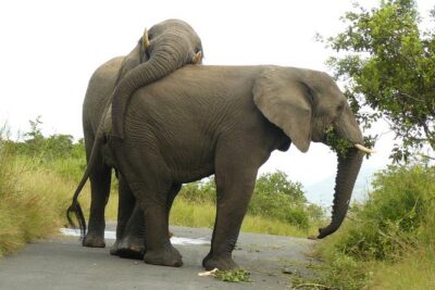 Hluhluwe Imfolozi Big 5 Reserve day Safari from Durban