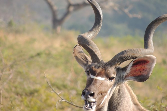 Hluhluwe/iMfolozi Game Reserve Full Day Game Drive - A full morning searching for the Big Five