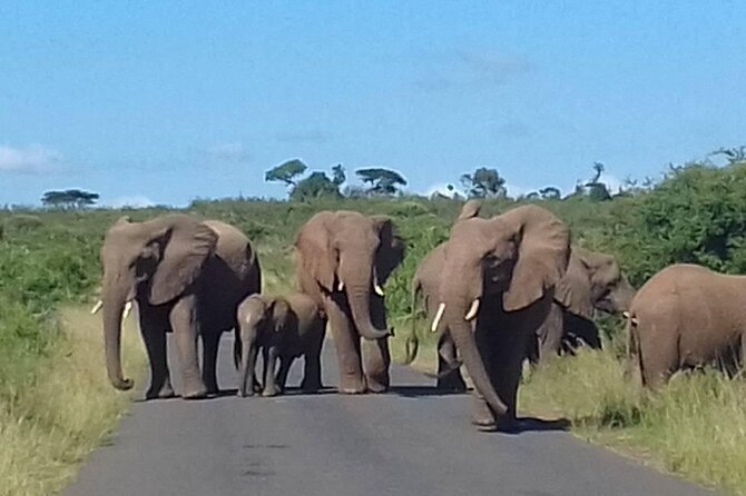 Hluhluwe Imfolozi Park And Isimangaliso Wetlands Park .st Lucia - Hluhluwe iMfolozi: four hours in a major wildlife sanctuary