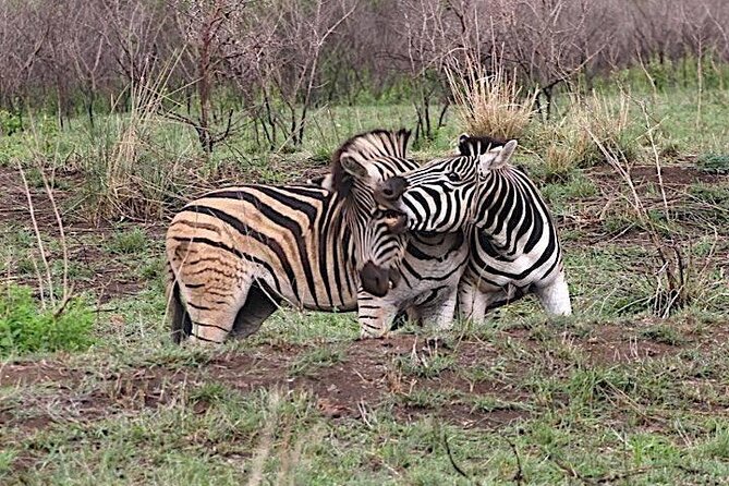 Hluhluwe Imfolozi Park And Isimangaliso Wetlands Park .st Lucia - Booking details worth knowing