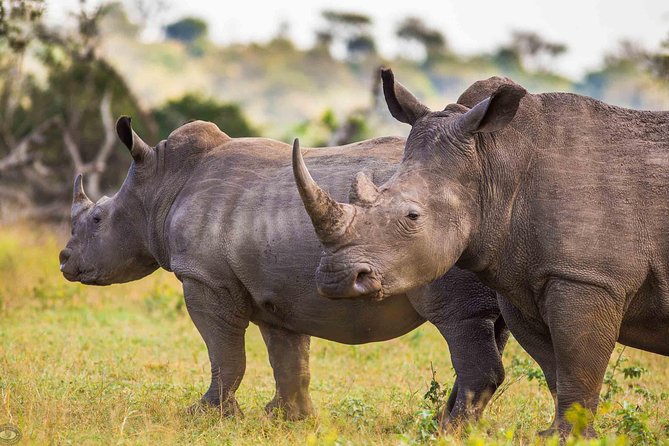 Hluhluwe-Imfolozi Park Full Day Big 5 Safari Tour - Why the 5:00 am start matters