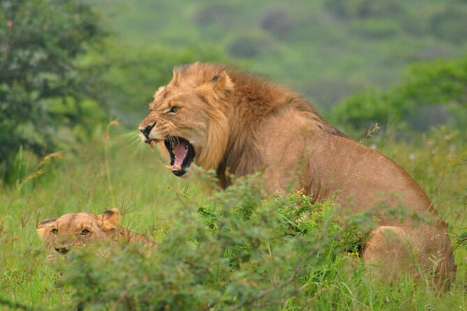 Hluhluwe-Imfolozi Park Full Day Big 5 Safari Tour - Breakfast, picnic stops, and the South African braai