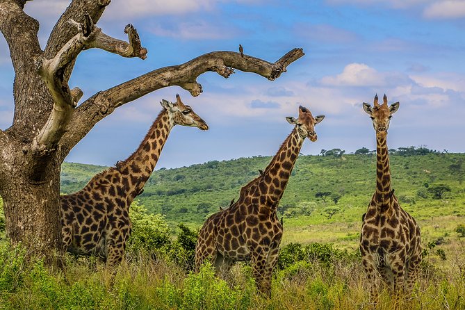 Hluhluwe-Imfolozi Park Full Day Big 5 Safari Tour - Who should book this safari