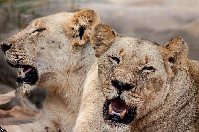 Hluhluwe-Imfolozi Park Half-day Big Five Safari Adventure - The bush breakfast break
