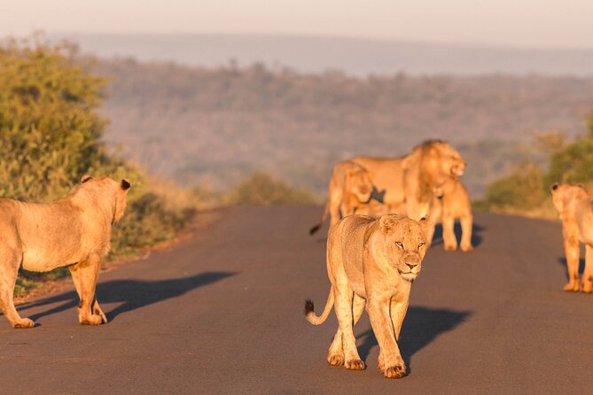 Hluhluwe-Imfolozi Park Half-day Big Five Safari Adventure - What the six-hour schedule really means