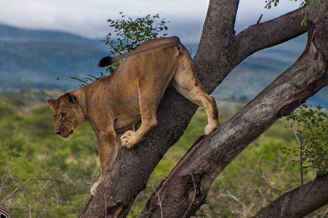 Hluhluwe-Imfolozi Park Half-day Big Five Safari Adventure - Guides who make the difference