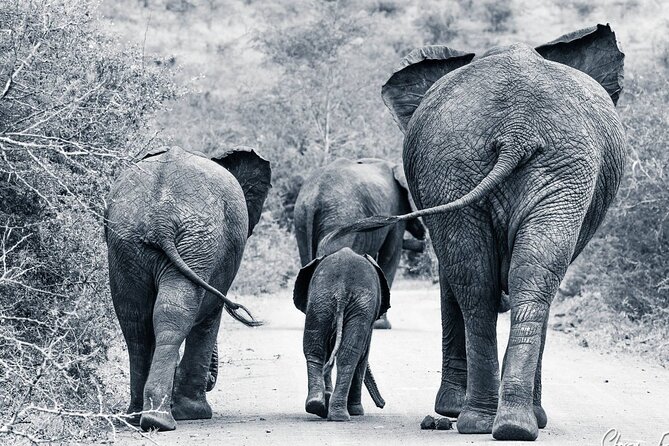 Hluhluwe-Imfolozi Park Half-day Big Five Safari Adventure - Price and what is included at $78.50