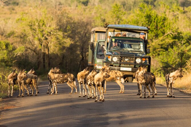 Hluhluwe-Imfolozi Park Half-day Big Five Safari Adventure - Wildlife viewing from the open vehicle