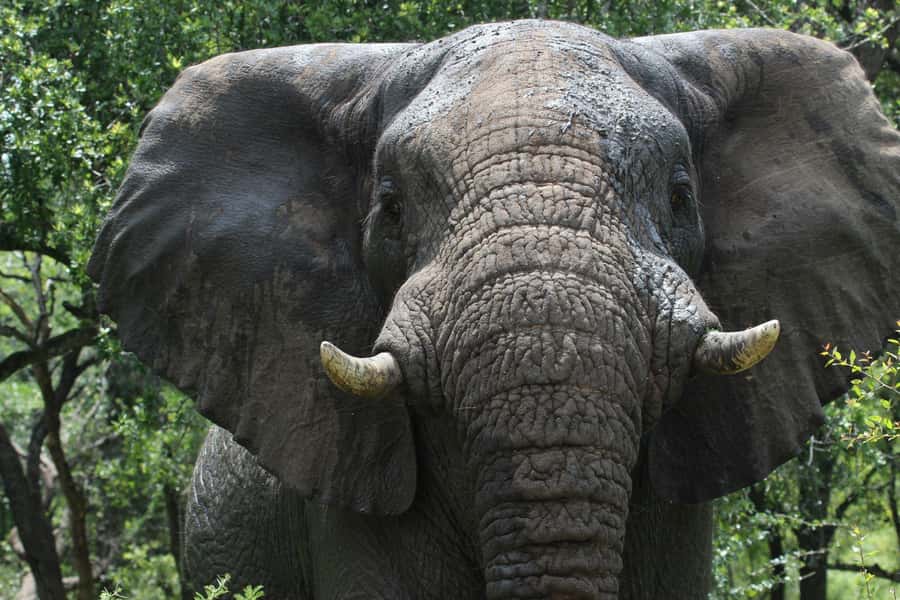 Hluhluwe-iMfolozi Park - Open Safari Vehicle Game Drives - Key points at a glance
