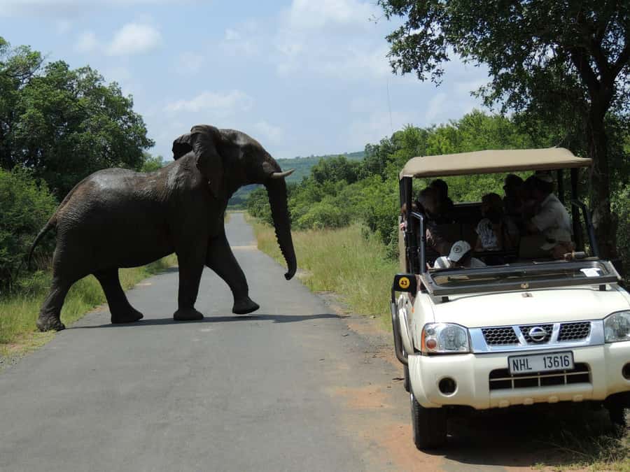 Hluhluwe-iMfolozi Park - Open Safari Vehicle Game Drives - Why Hluhluwe-iMfolozi matters