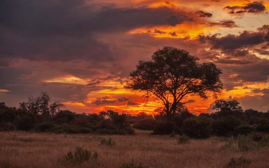 Hluhluwe-iMfolozi Park - Open Safari Vehicle Game Drives - Starting from Hluhluwe or St Lucia