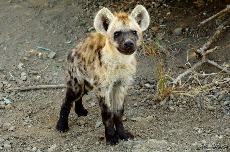 Hluhluwe-iMfolozi Park - Open Safari Vehicle Game Drives - What the open vehicle adds