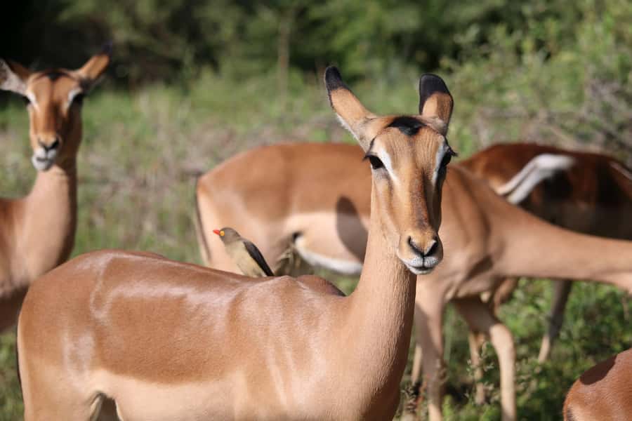 Hluhluwe-iMfolozi Park - Open Safari Vehicle Game Drives - Wildlife beyond the Big 5