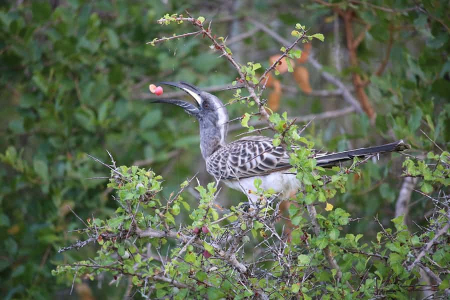 Hluhluwe-iMfolozi Park - Open Safari Vehicle Game Drives - The value of a local guide