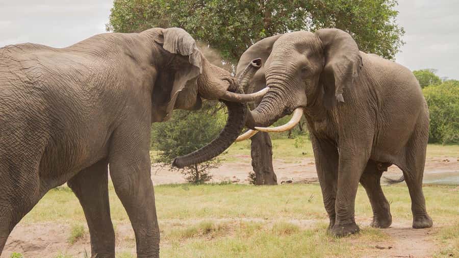 Hluhluwe-iMfolozi Park - Open Safari Vehicle Game Drives - Is $191 per person fair?