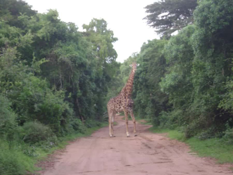 Hluhluwe-iMfolozi Park - Open Safari Vehicle Game Drives - Practical packing advice