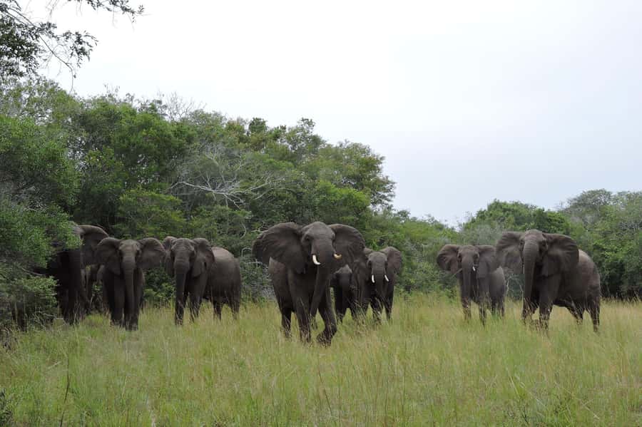 Hluhluwe-iMfolozi Park - Open Safari Vehicle Game Drives - Choosing between three, six, and nine hours
