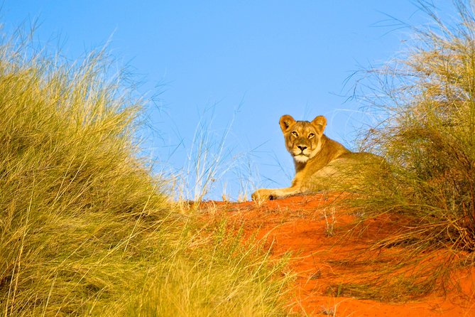 Hluhluwe Imfolozi Safari & St Lucia Boat Safari Day Tour from Durban - Hluhluwe Imfolozi: the main game-drive search