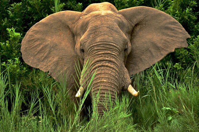 Hluhluwe Safari & Emdoneni Wild Cat Project Day Tour from Durban - Why this Durban day trip works