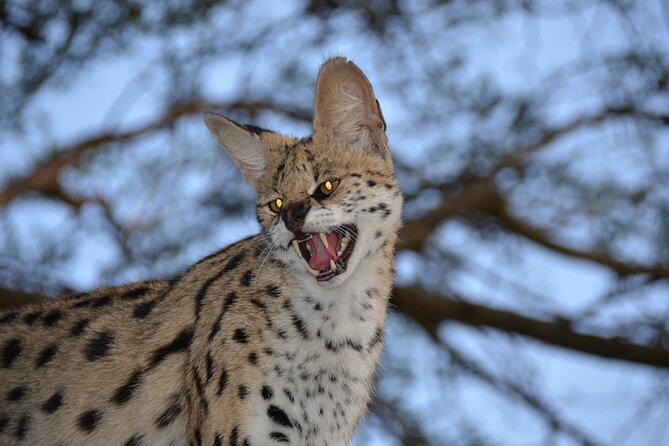 Hluhluwe Safari & Emdoneni Wild Cat Project Day Tour from Durban - Lunch with the reserve in view