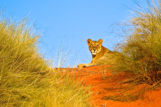 Hluhluwe Safari & Emdoneni Wild Cat Project Day Tour from Durban - The long road between the attractions