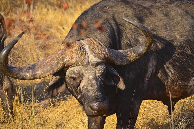 Hluhluwe Safari & Emdoneni Wild Cat Project Day Tour from Durban - What makes the guide important