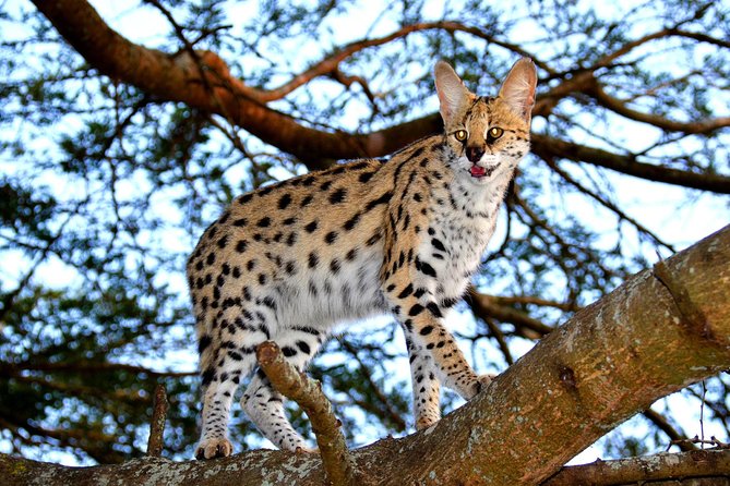 Hluhluwe Safari & Emdoneni Wild Cat Project Day Tour from Durban - Three hours inside Hluhluwe Imfolozi