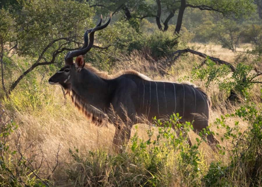 Hoedspruit: Dinner in the Bush & Safari Game Drive - Booking advice for a smoother evening