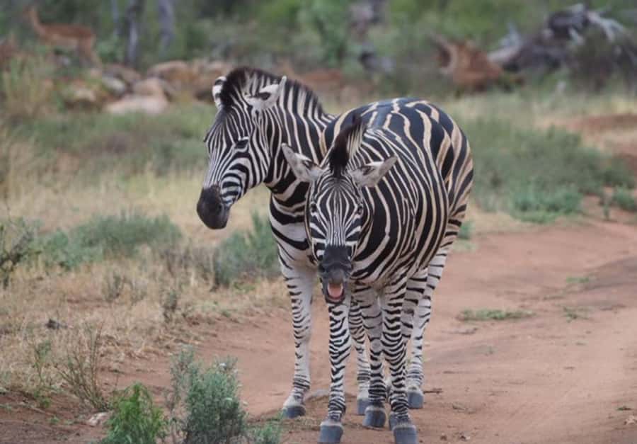 Hoedspruit: Dinner in the Bush & Safari Game Drive - Who will enjoy this evening most