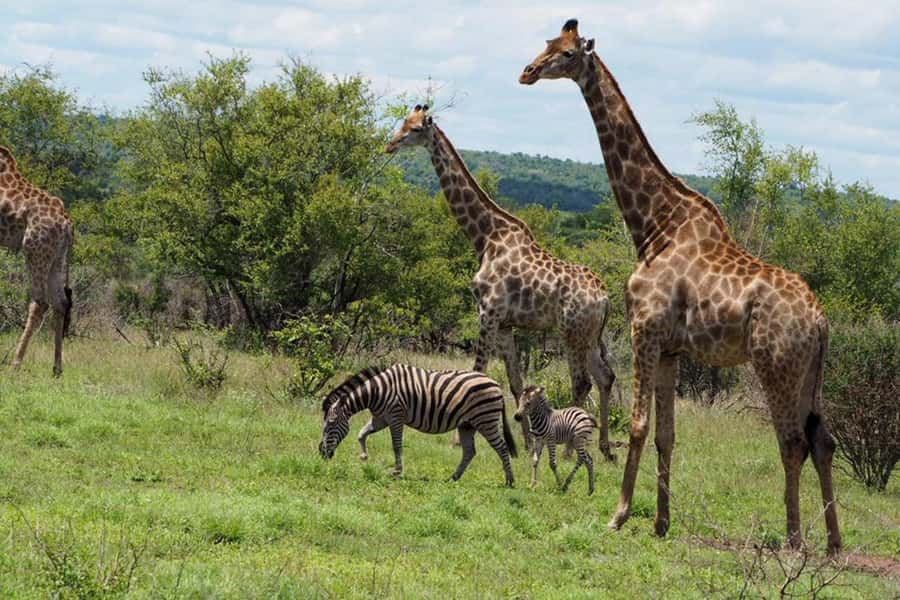 Hoedspruit: Evening Safari In Greater Kruger Private Reserve - Should you book the Hoedspruit evening safari?
