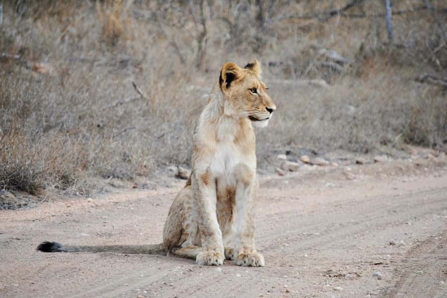 Hoedspruit: Evening Safari In Greater Kruger Private Reserve - Why the private reserve setting matters