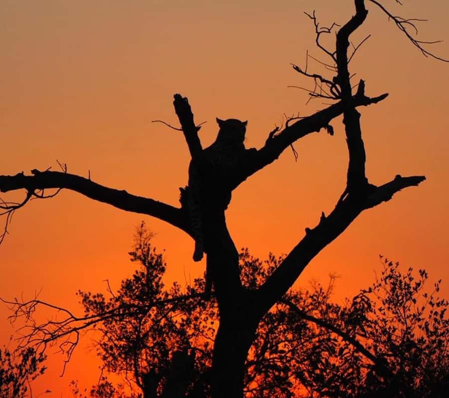 Hoedspruit: Evening Safari In Greater Kruger Private Reserve - Guides who add facts and local advice