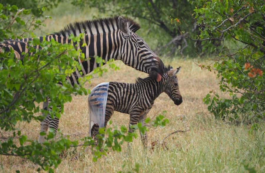 Hoedspruit: Evening Safari In Greater Kruger Private Reserve - What $89 buys you