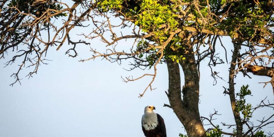 Hoedspruit: Evening Safari In Greater Kruger Private Reserve - Timing, clothing, and practical preparation