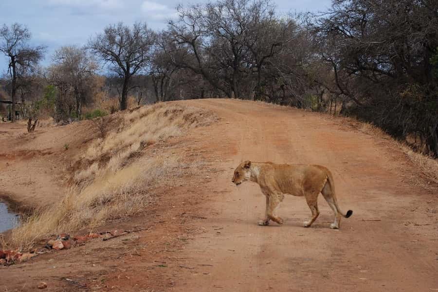 Hoedspruit: Evening Safari In Greater Kruger Private Reserve - Who will enjoy this safari most