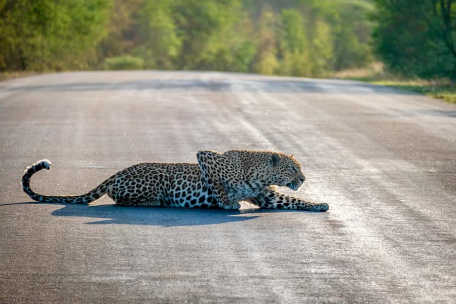 Hoedspruit: Full Day in ICONIC Kruger National Park - First wildlife drive: two hours to get your bearings